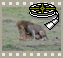 Video Parende leeuwen, Masai Mara NR, Kenia (1 Mb)
